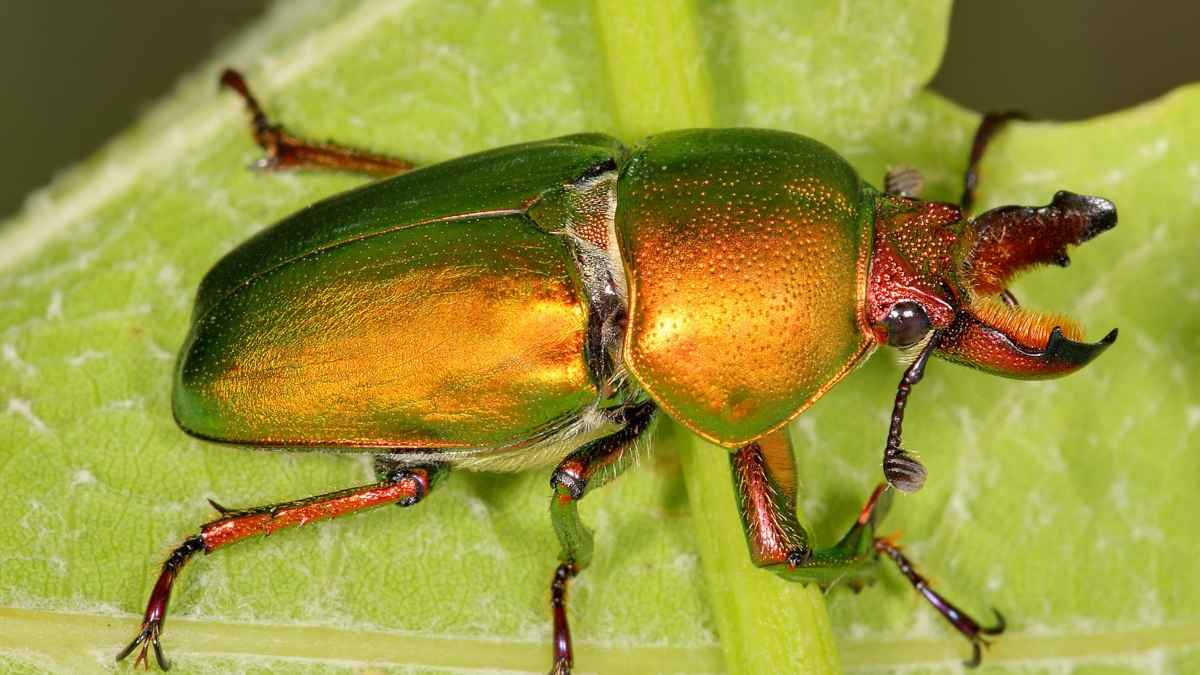 Stag Beetle: कचरे में रहता है ये दुनिया का सबसे महंगा कीड़ा, रातों रात बना देगा लखपति