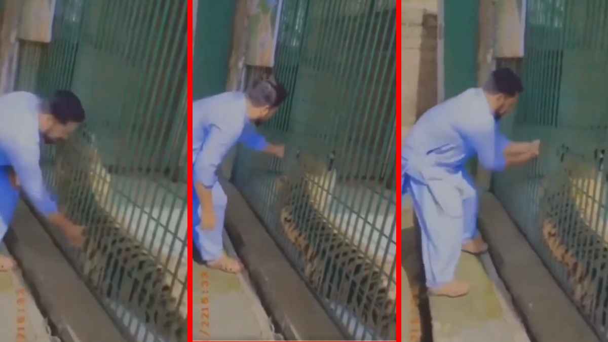Video: पिजड़े में हाथ डाल बाघ के साथ कर रहा था छेड़खानी, हुई ऐसी गलती कि अटक गई शख्स की सांस