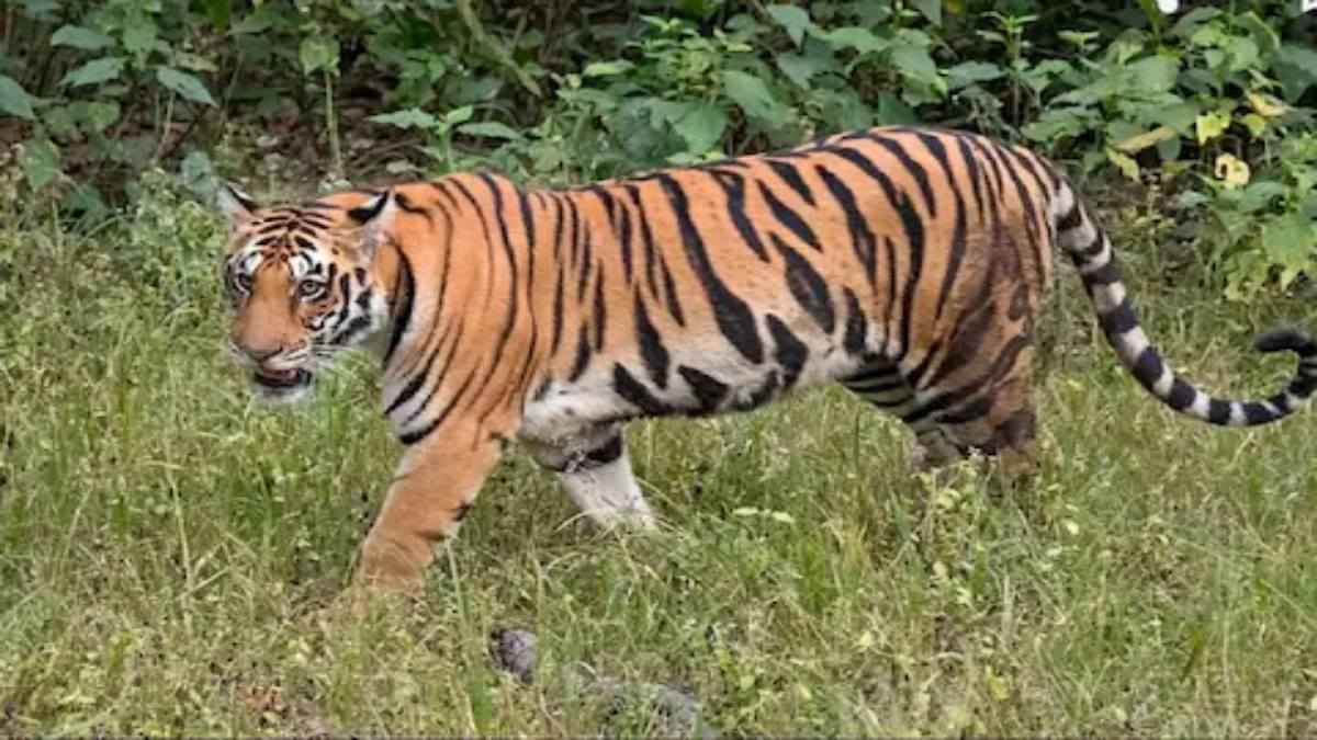 Corbett में फिर से टाइगर अटैक, लकड़ी बीनने गई महिला को जंगल में घसीट ले गया बाघ, 2 महीने में 4 की मौत