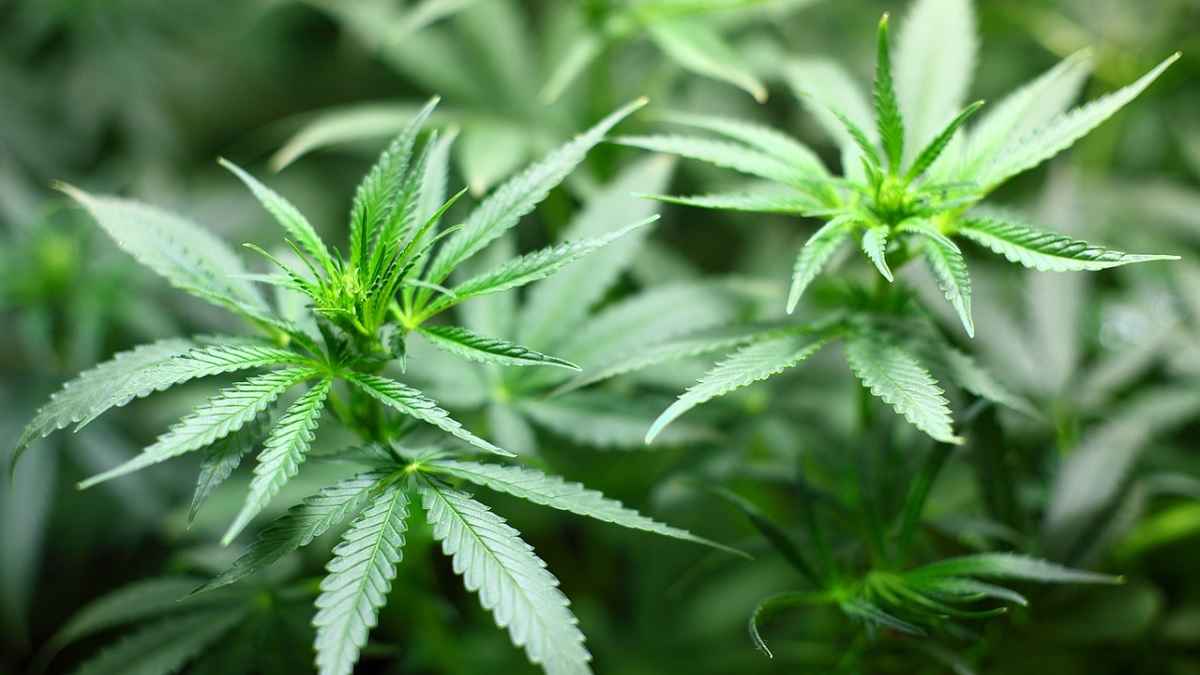 Ukraine Legalises Marijuana