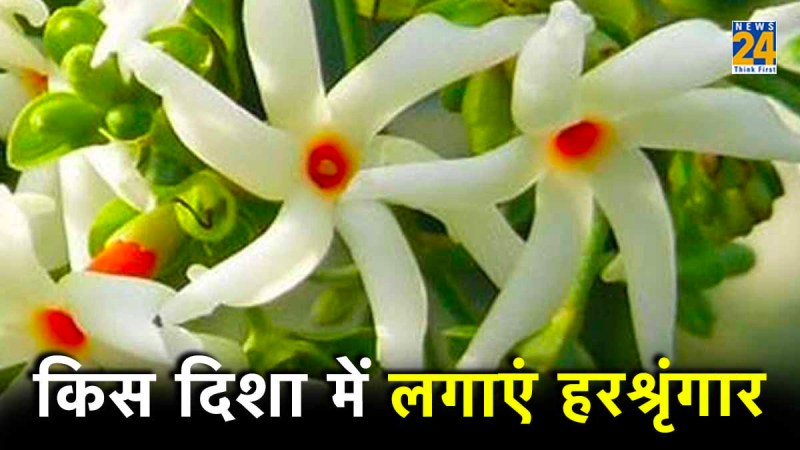 Vastu Tips Harshringar Plant