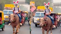 Viral Video: पेट्रोल महंगा हुआ तो शख्स दिल्ली की सड़कों पर करता दिखा Bull की सवारी, लोगों ने कहा-फोर व्हीलर में हेलमेट कौन लगाता है?