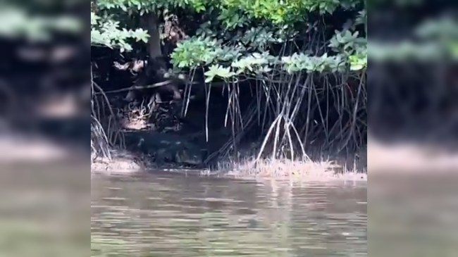 World Biggest Crocodile in Malaysia