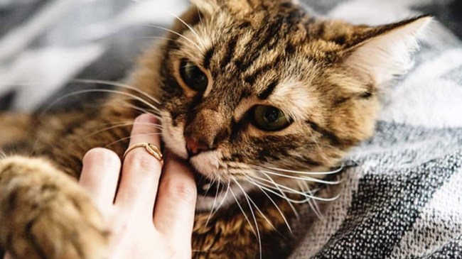 बिल्ली के काटने से बाप-बेटे की मौत, वजह जानकर रह जाएंगे हैरान