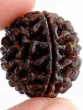 Ek mukhi rudraksha ke fayde in hindi