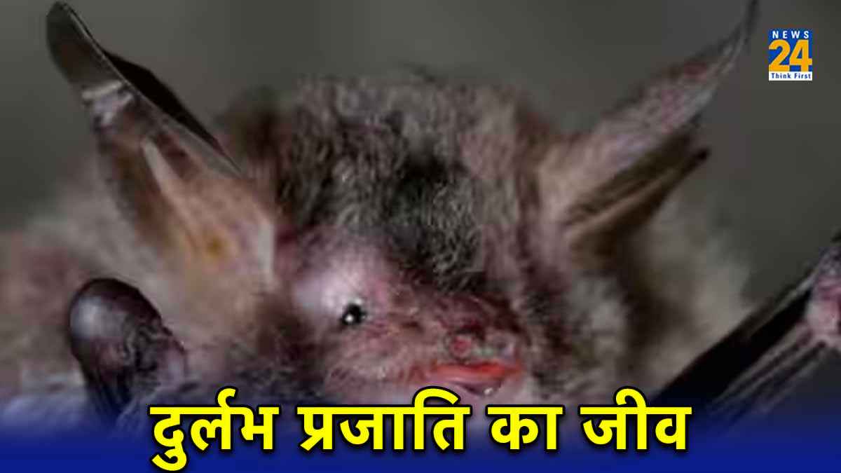 endangered new creature