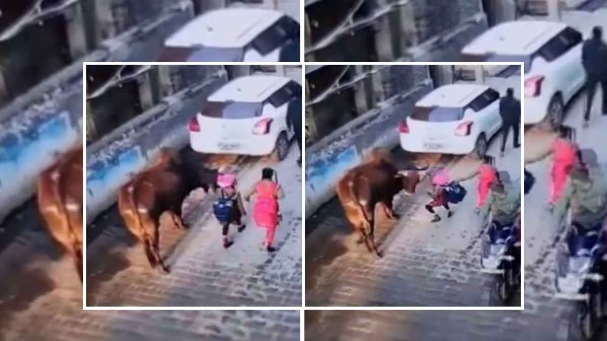 स्कूल जा रही थी लड़की, सांड ने उठाकर सड़क पर पटका, वीडियो वायरल