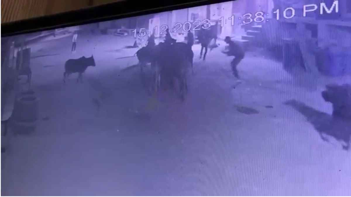 सांडों का आतंक! भरे बाजार में 17 साल के लड़के को उठा-उठाकर पटका और रौंदा, वायरल वीडियो देख कांप जाएगी रूह
