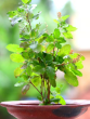 How Tulsi plant is protective and nutritious for our body know here in hindi