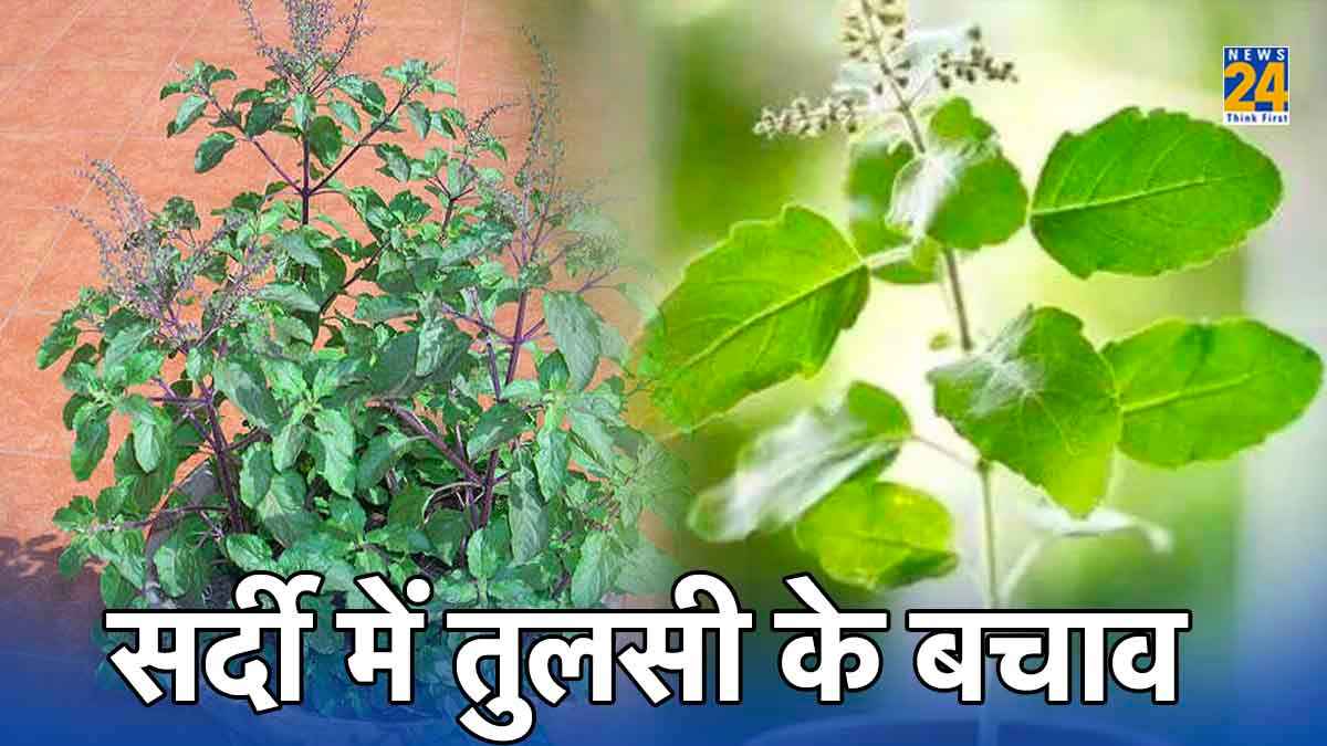 Tulsi Care Tips: सर्दियों में मुरझा रही है आपके घर की तुलसी, इन 5 तरह से करें बचाव