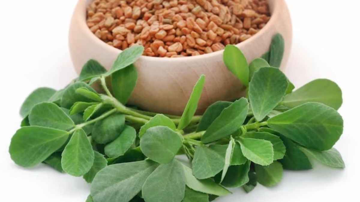 सर्दियों में मेथी का सेवन करना है फायदेमंद, बस कुछ बातों का ख्याल रखना जरूरी