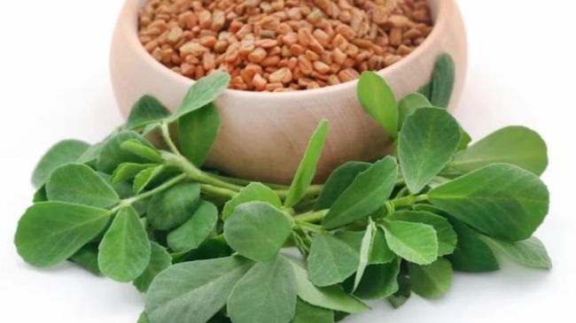 methi leaves side effects can we eat methi leaves at night methi leaves is heat or cold for body how to eat methi leaves fenugreek leaves methi leaves benefits methi leaves benefits for hair methi leaves in english