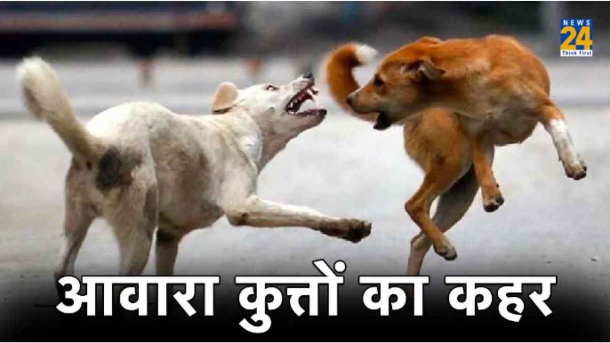 stray dog attack in hyderabad