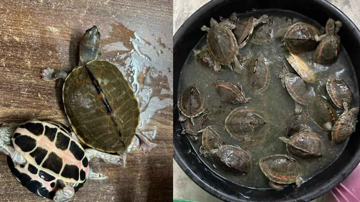 वाराणसी में बस से दुर्लभ प्रजाति के कछुओं की हो रही थी तस्करी, डीआरआई की टीम ने ऐसे बचाए 436 जीव