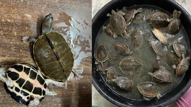 DRI ने फोड़ा लुप्त हो रहे जीवों की तस्करी का भांडा, तस्कर को गिरफ्तार कर बचाए 436 कछुए