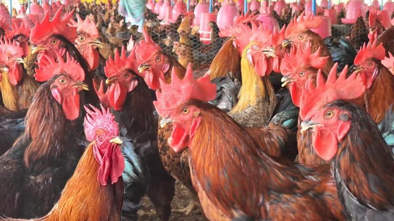 Bangladeshi Golden Chicken Smuggling