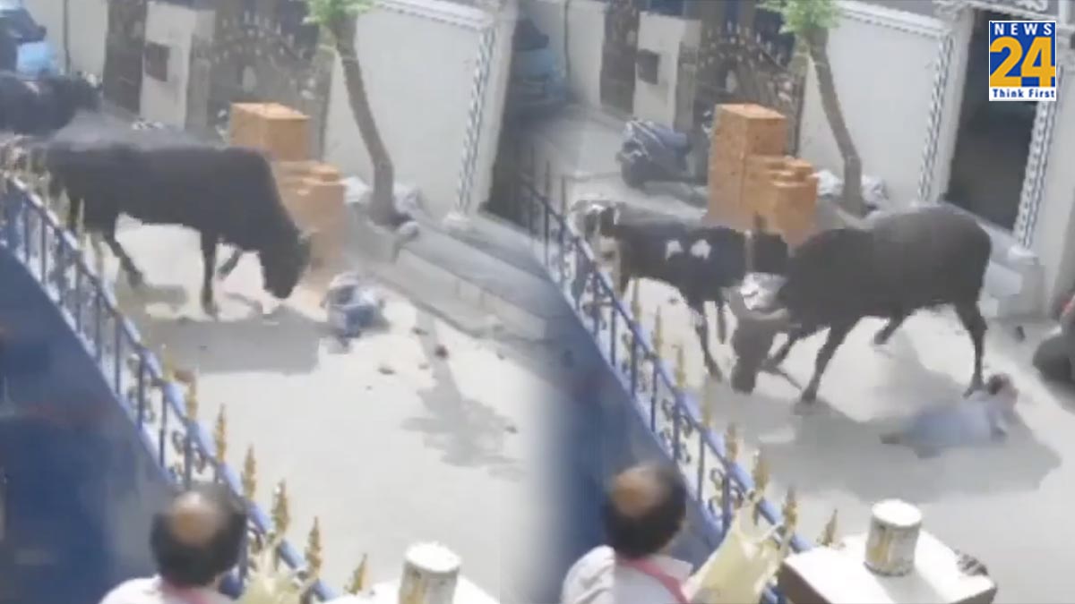 Bull Attack On School Girl Child