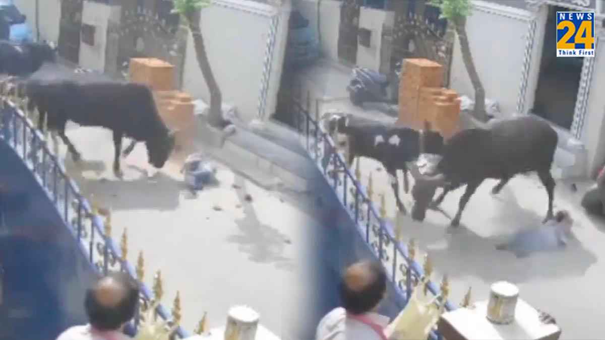 'वो चिल्लाती रही, लोग तमाशा देखते रहे'; स्कूल जा रही बच्ची को सांड ने पटका, वीडियो वायरल