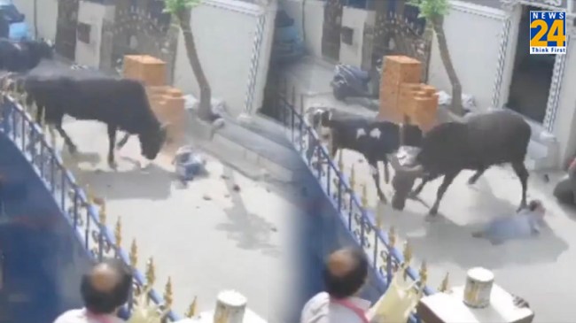 Bull Attack On School Girl Child Bull Attack On School Girl Child
