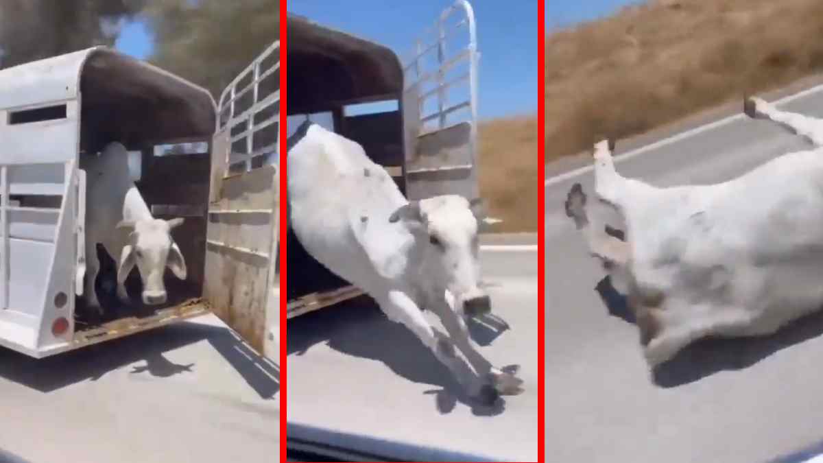 video of a cow falling from a moving car onto the highway is going viral.