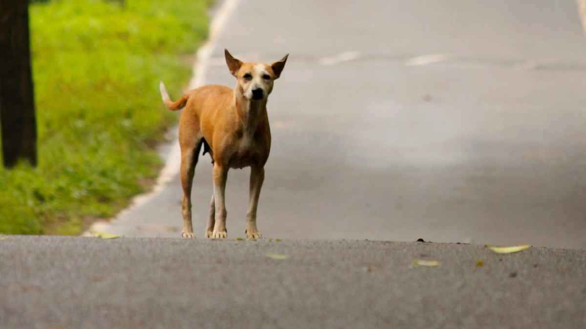 Dog DNA test