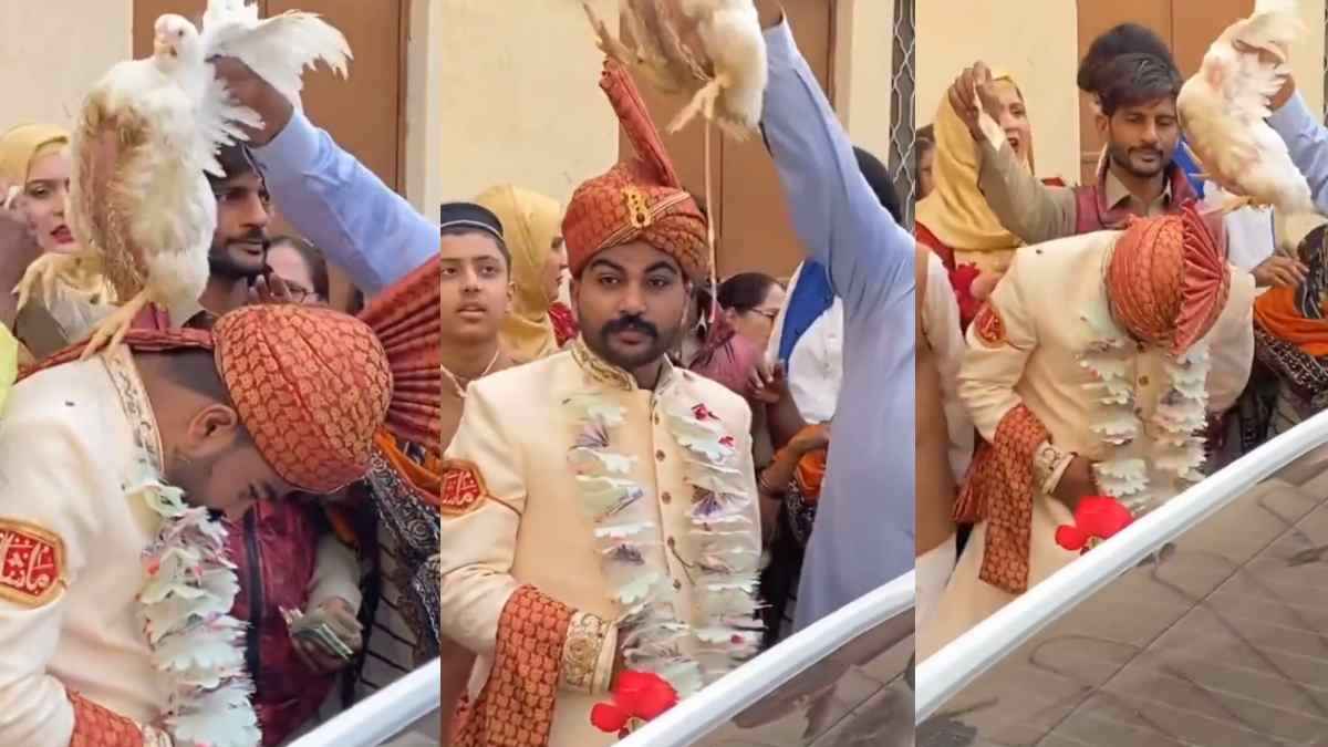 सिर के ऊपर से मुर्गा घुमाया तो दूल्हा पछताया, अंधभक्त के वायरल वीडियो पर कमेंट-सरप्राइज गिफ्ट