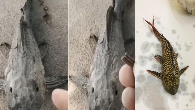 Hyposto Fish Video Viral Hyposto Fish Video Viral