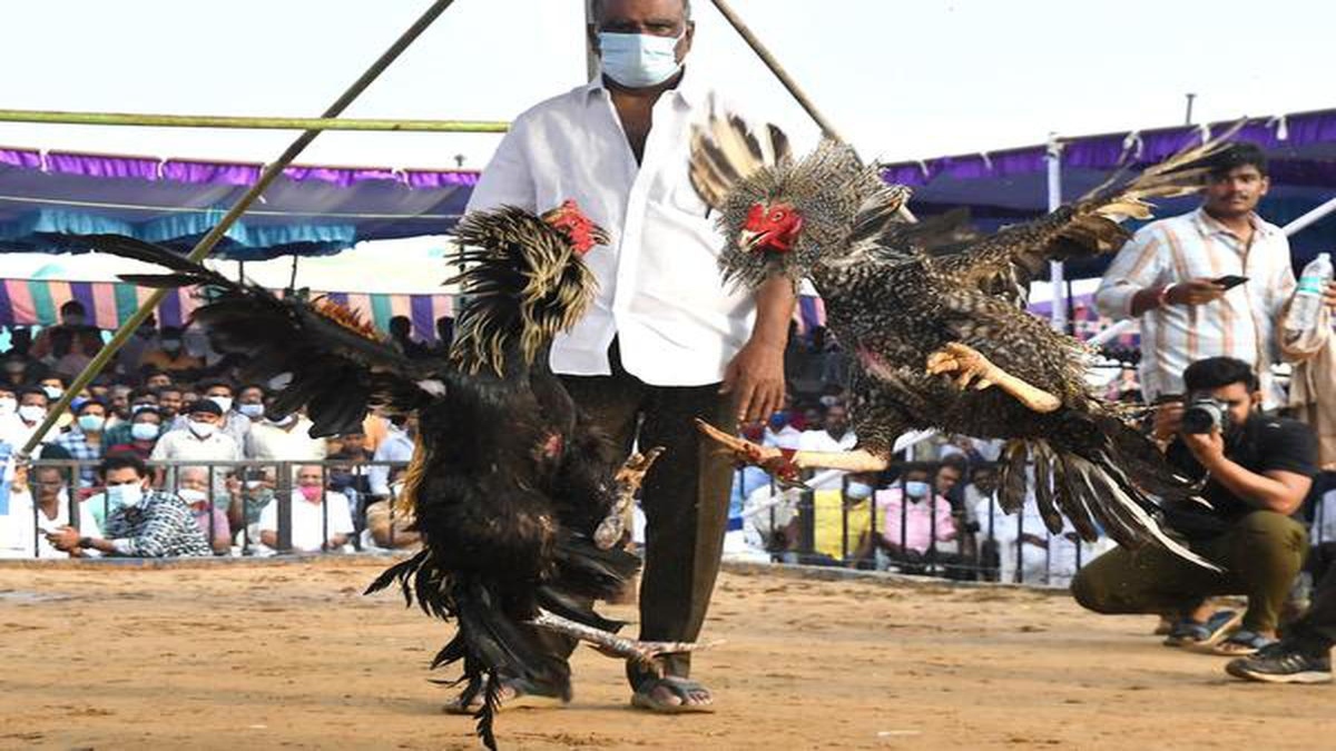 Makar Sankranti Cock Fight in Andhra Pradesh