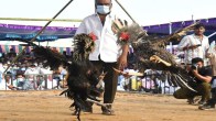 Makar Sankranti Cock Fight in Andhra Pradesh