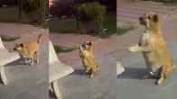 Radha Dog Viral Video