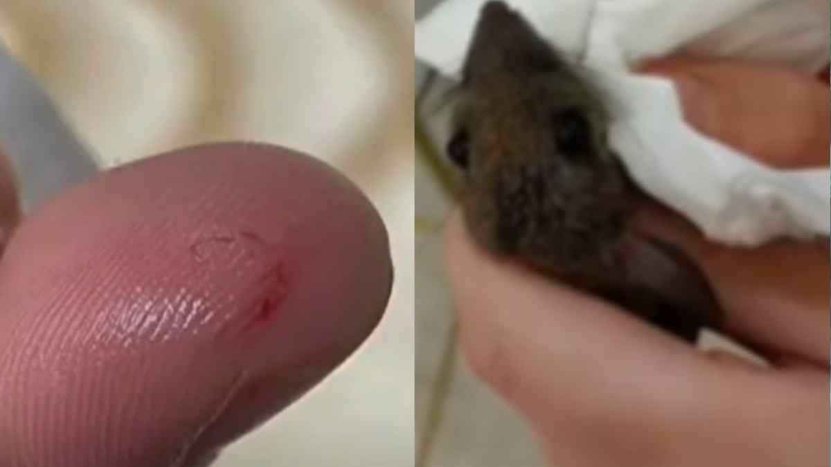 Student Revenge From Rat Student Revenge From Rat