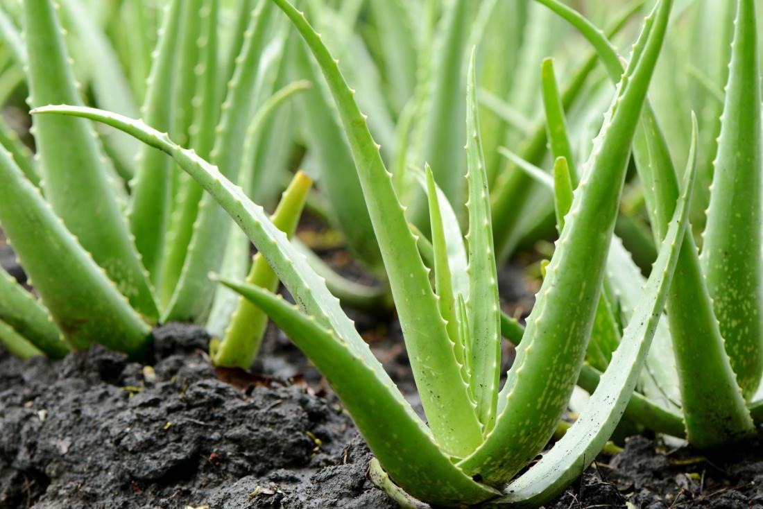 Aloe Vera, Home Remedies for Stretch Marks