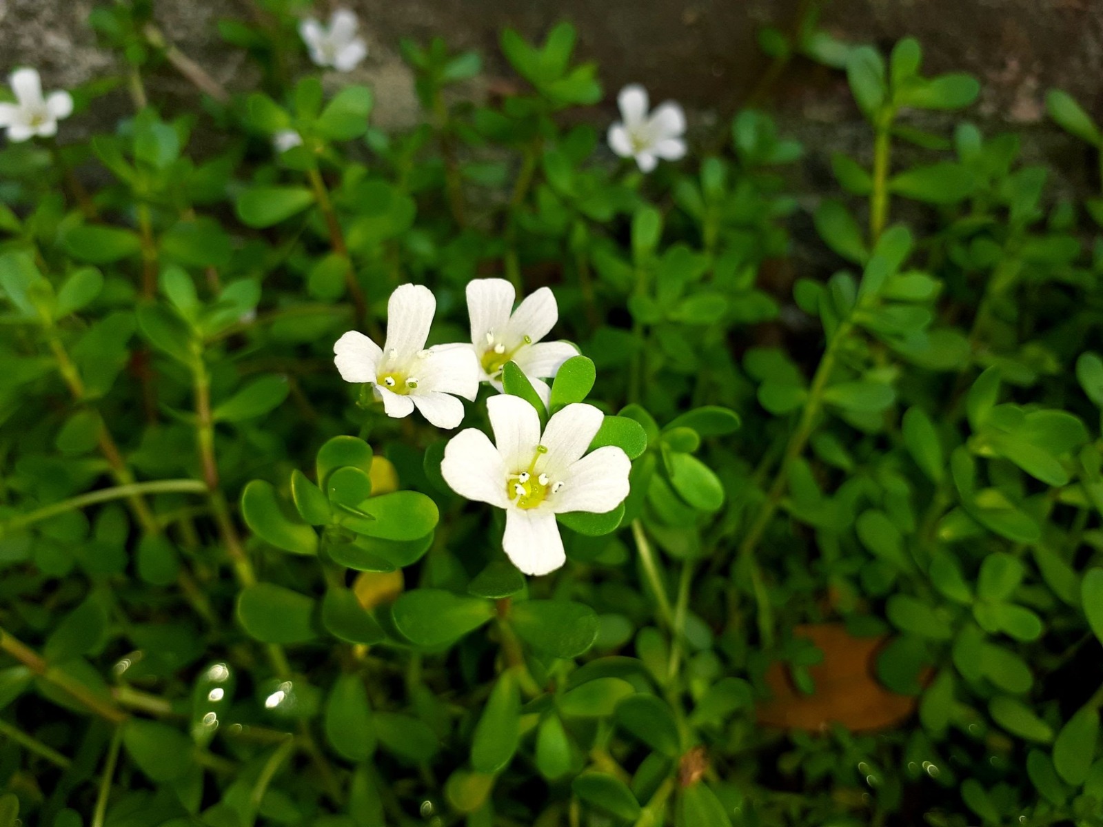 Bacopa Monnieri, Brain Health Tips 