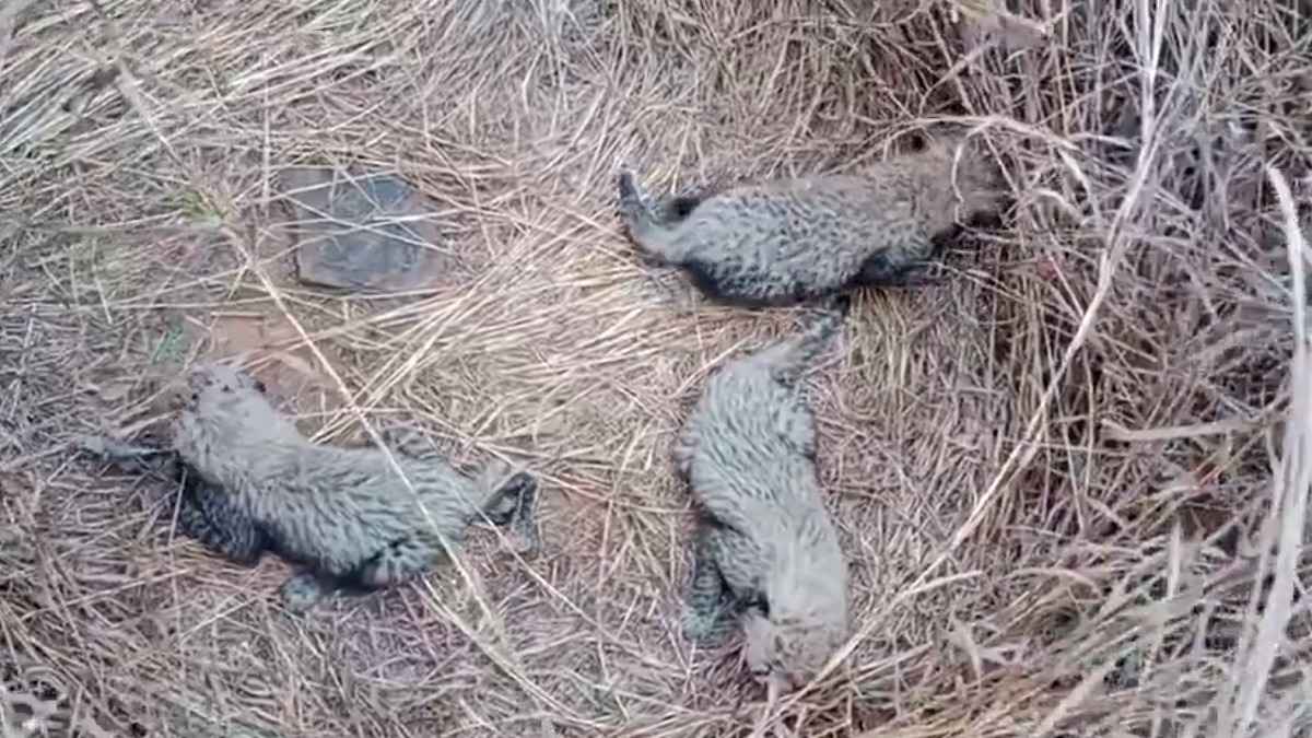 Kuno National Park में 'ज्वाला' ने जन्मे 3 शावक, जानें अब कितनी हो गई देश में चीतों की संख्या?
