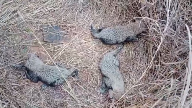 female cheetah jwala gave birth three cubs