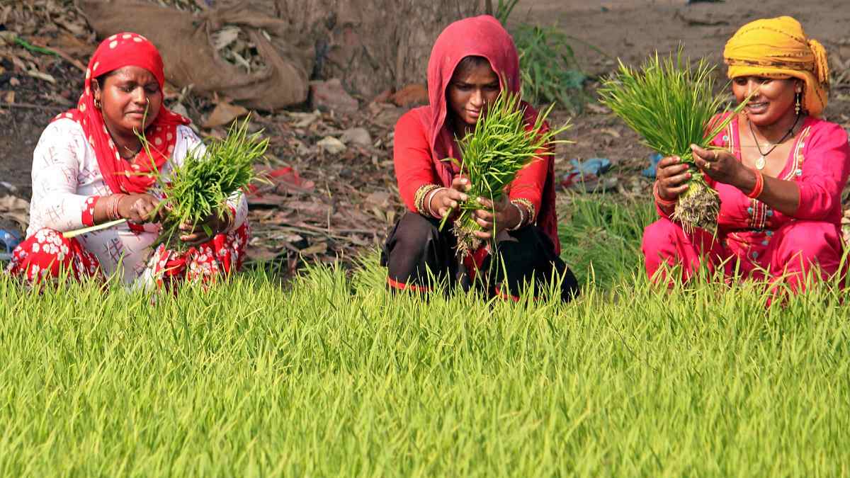 Women Farmers Working In A Field