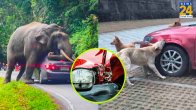 cases of damage to vehicles by coconuts stray dogs elephant 