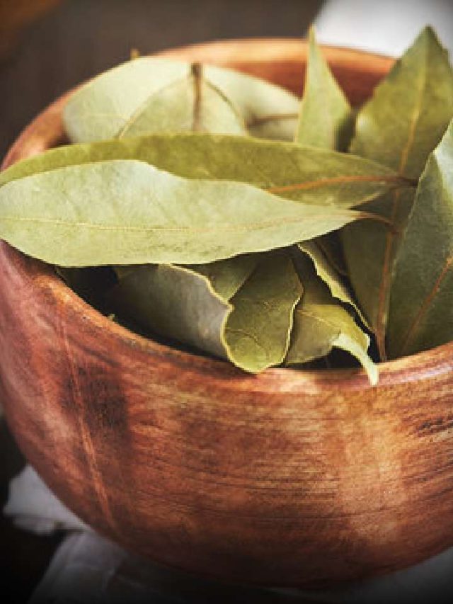 कब्ज ही नहीं तेजपत्ते का पानी करेगा ब्लड प्रेशर भी कंट्रोल News24 Hindi