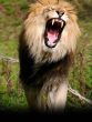 lion Teeth