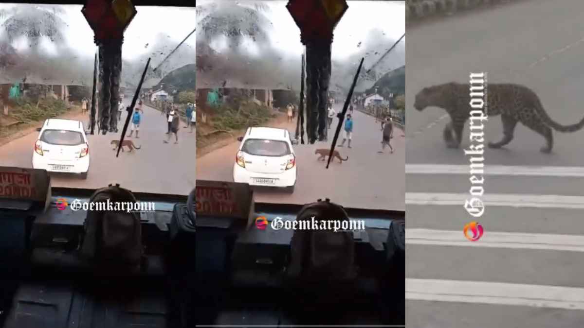 Viral Video: तेंदुए को देखकर थमीं सांसे, जमी रह गई कार और बस समेत सभी गाड़ियां