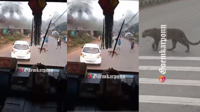 Leopard Cross road in Borim Leopard Cross road in Borim