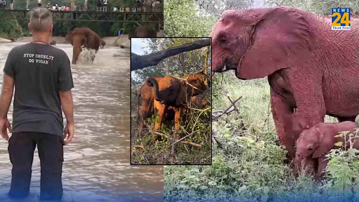 Elephant Viral Video: हाथियों के पांच वायरल वीडियो, हर किसी में छुपी है दर्दभरी कहानी, जो भावुक कर देगी