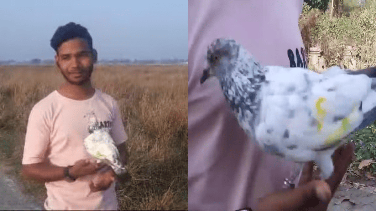 दिलचस्प है अनोखे कबूतर संजू की कहानी जो बाइक से लगाता है रेस, शहबाज अली से दोस्ती