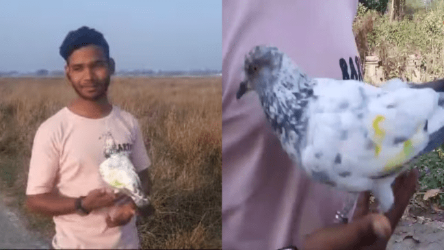 Bihar Sanju Pigeon Bihar Sanju Pigeon