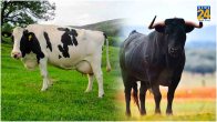 India import bull semen from Brazil