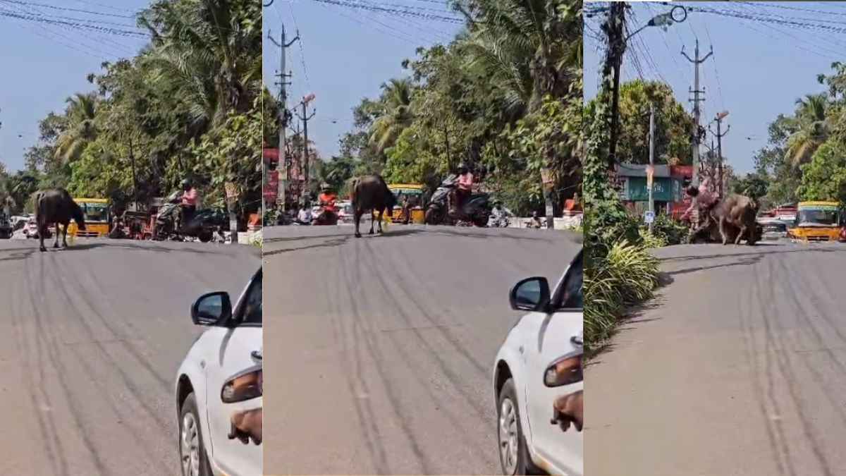 स्कूटी सवार पर टूट पड़ी भैंस, गाड़ी का कर दिया कबाड़! यूपी का नहीं है ये वीडियो