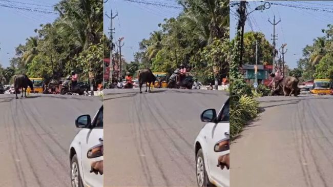 Buffalo attack scooty Buffalo attack scooty