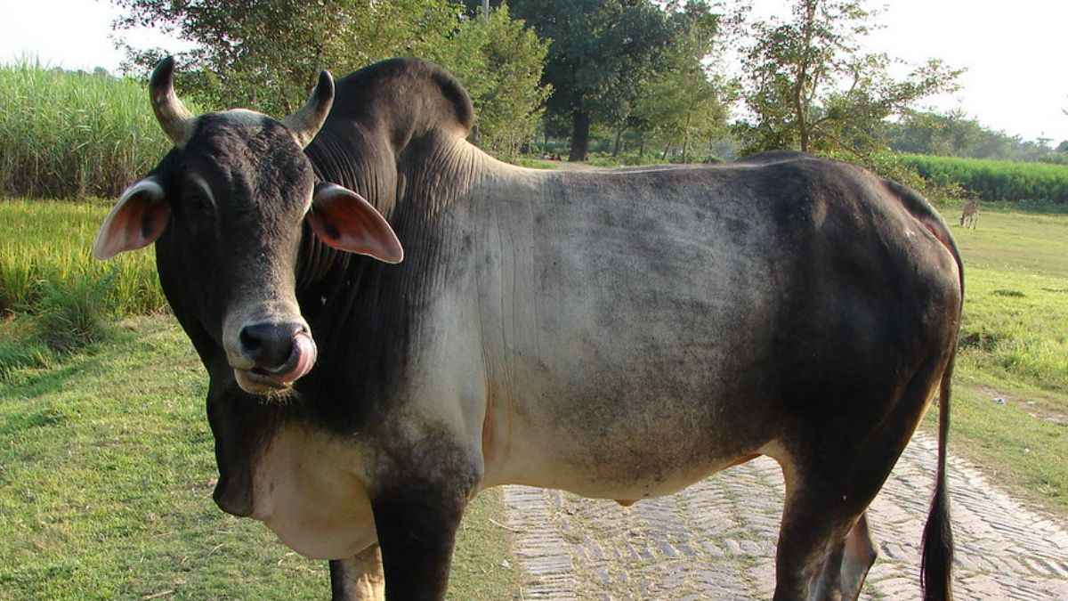 Bull Attack