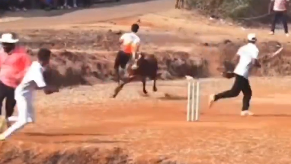 Bull Enters in Cricket Ground