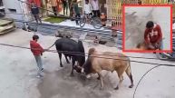 Bull Fight Viral Video
